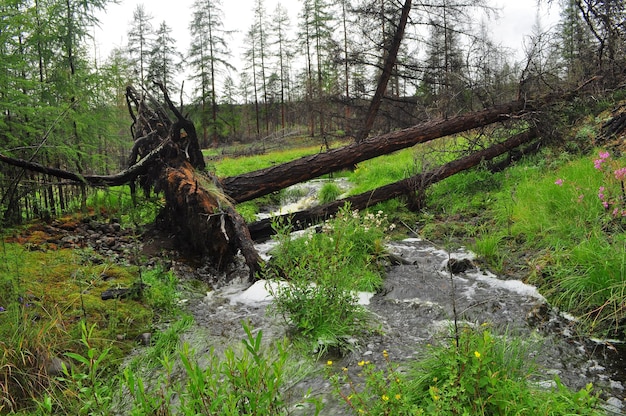 Landscape with a stream