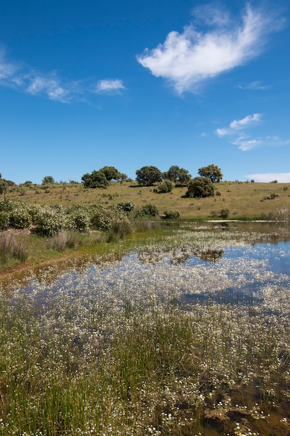 Photo landscape with temporary pond