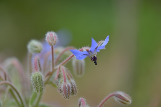 曇った夏の空の下、木々に囲まれた野生の花や草でいっぱいの伝統的な干し草畑のある風景