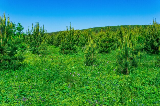 若いトウヒの成長を伴う過渡的な牧草地のある風景