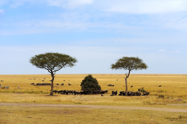 Foto paesaggio con albero in africa