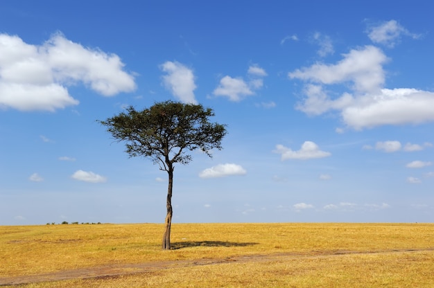 Landscape with tree in Africa