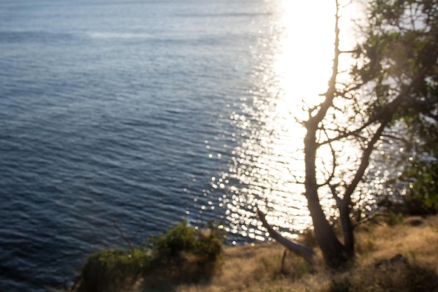 Landscape with tree on the coast of Black sea in summer