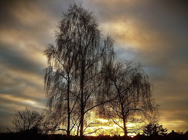 Landscape with trees against clouds at dusk