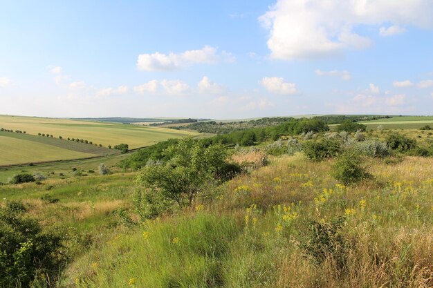 A landscape with trees and bushes