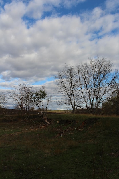 A landscape with trees and a cloudy sky