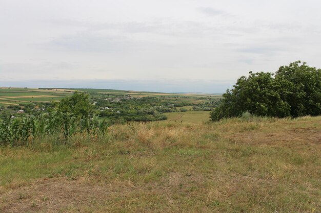 A landscape with trees and grass