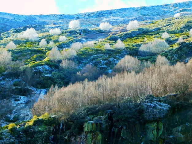 A landscape with trees and a mountain in the background