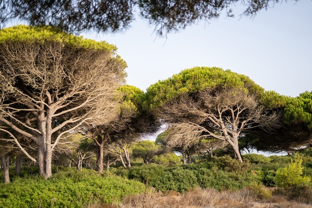 Landscape with trees and sand. Nature