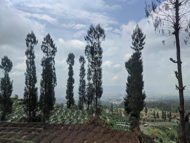 A landscape with trees and a view of the city of shimla.