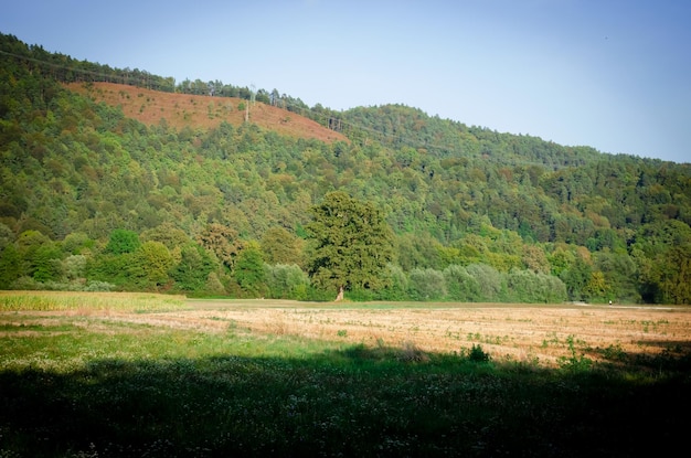 landscape with trees