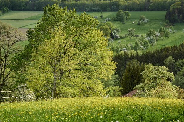 landscape with trees