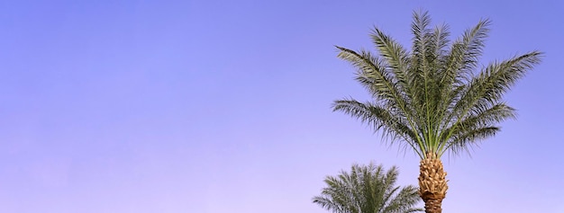 熱帯のヤシの木の枝のある風景紫の青い空