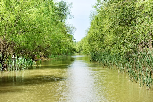 Landscape with tropical river, jungle and green forest on the banks