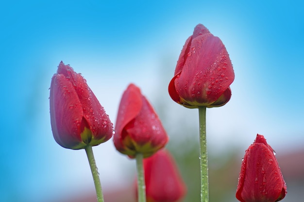 チューリップ畑のある風景春のチューリップ畑赤い色のチューリップの花庭のチューリップの花の赤