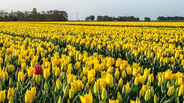 チューリップのある風景。 Noordoostpolder の赤と黄色のオランダのチューリップのカラフルなベッド、