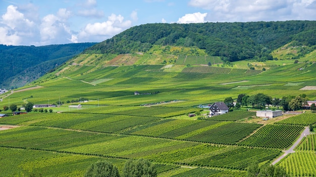 Beilstein Germany의 포도밭과 언덕이 있는 풍경