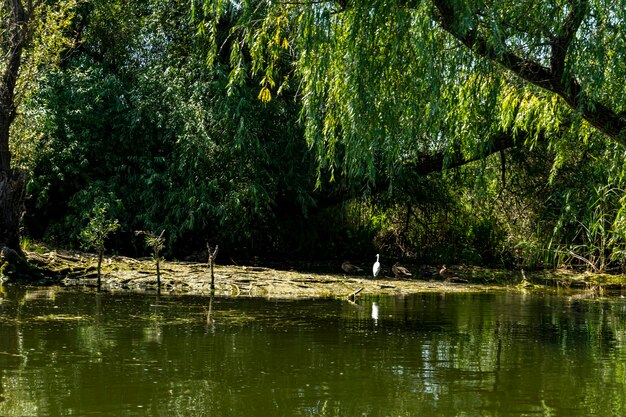 写真 2021年、ルーマニア、ドナウデルタの喫水線、鳥、葦、植生のある風景