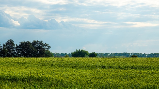 Paesaggio con un campo di grano contro un cielo blu con nuvole