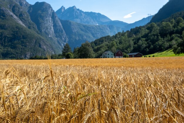 Landscape with wheat field, trees and village in Norway.