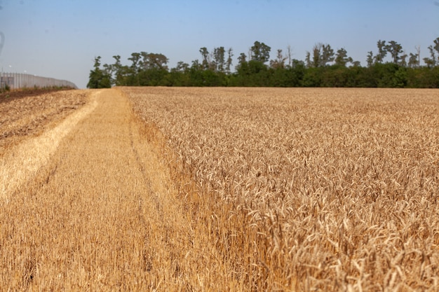 Пейзаж с пшеничным полем