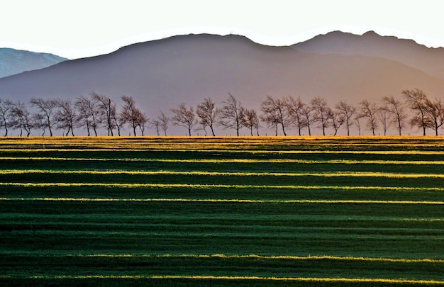 Landscape with a wheatfield and leafless trees at sunrise