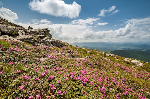 Landscape with wild flowers in mountain and majestic sky