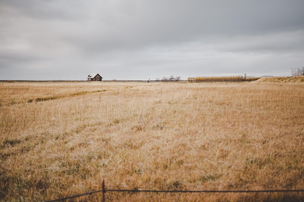 Foto paesaggio con colture gialle e una casa solitaria alla fine