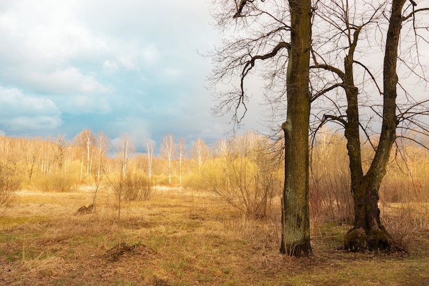 Landscape with yellow field and trees under blue cloudy sky, leafless trees in the foreground.