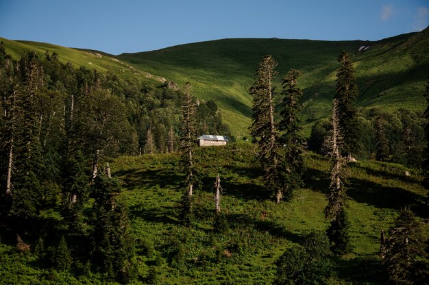 Foto paesaggio della casa di legno in mezzo al campo tra gli alberi