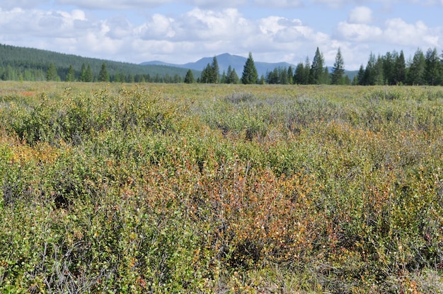 Landscape Yakutian tundra