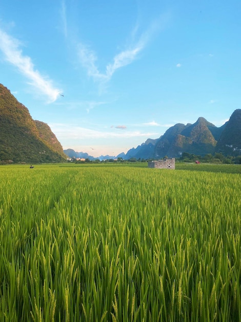 Landscape of yangshuo guilin china