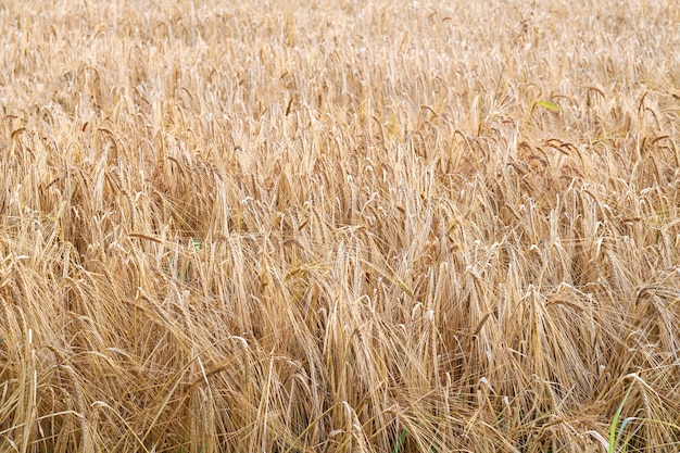 Landscape of yellow wheat field ready for harvest growing on a rural farm in summer background Organic and sustainable staple farming of rye or barley grain in the countryside with copy space