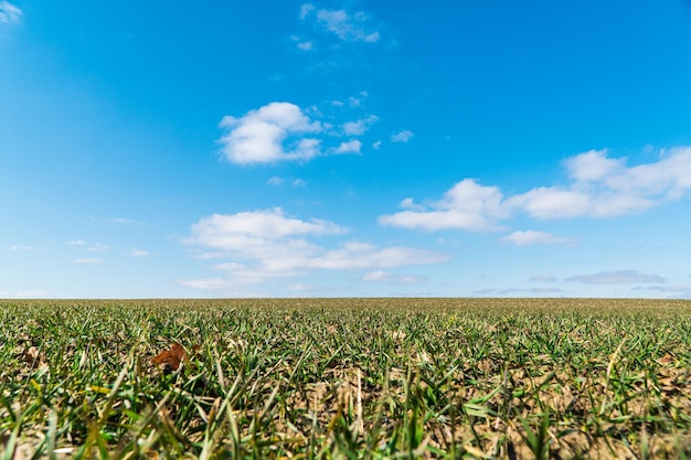 Landscape young wheat seedlings growing in a field Natural background