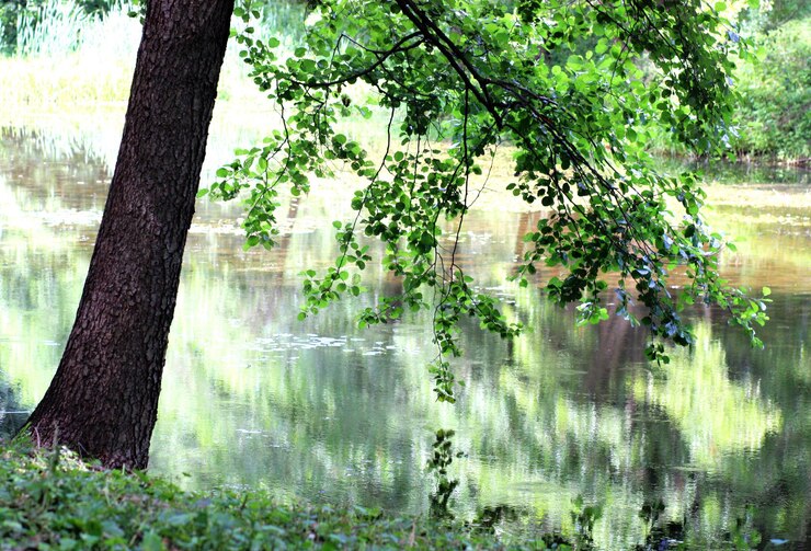 Photo landscape