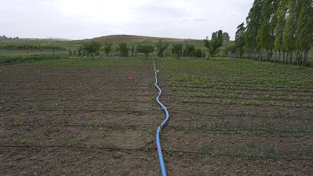 Foto un giardino paesaggistico con sistema a goccia realizzato con i sistemi di irrigazione a goccia da giardino