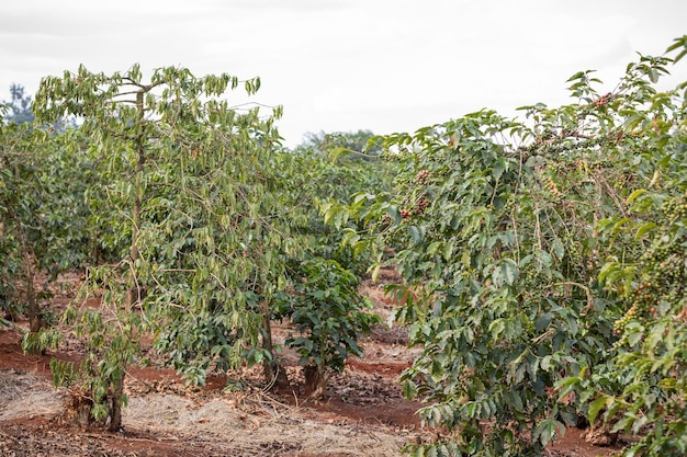 Пейзажи Кофе Красный Зеленый Боб Ягоды Листья Растения Поле Луга Усадьба Сельское хозяйство