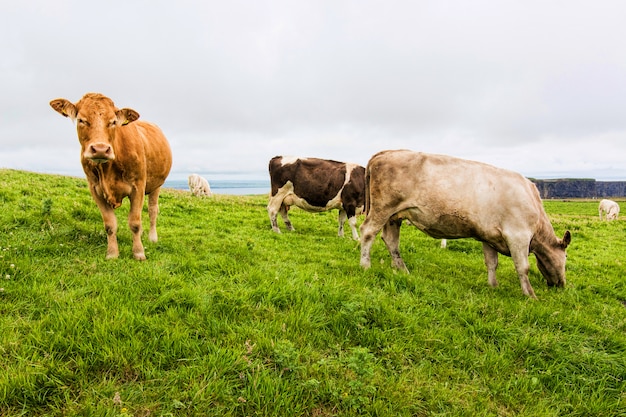 아일랜드의 풍경. Moher의 절벽 근처 방목하는 소