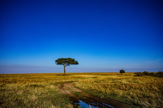 Landscapes Savanna Grassland Maasai Mara National Game Reserve Park Narok County Kenya East African