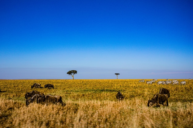 Landscapes savanna grassland maasai mara national game reserve park narok county kenya east african