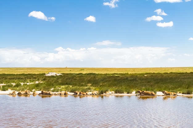 Landscapes of savanna. Lions of Serengeti, Africa