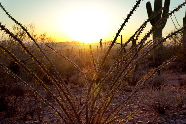 Landscapes over suburb of Tucson.