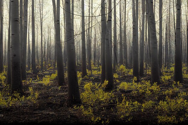 Landscaping of devastated land after wildfire