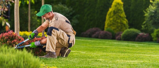 Photo landscaping and garden care worker trimming plants using large scissors