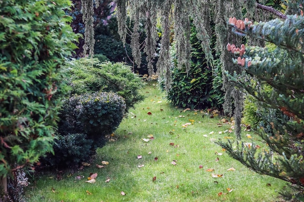 Landscaping of a garden with evergreen trees Fallen leaves on a green lawn in autumn
