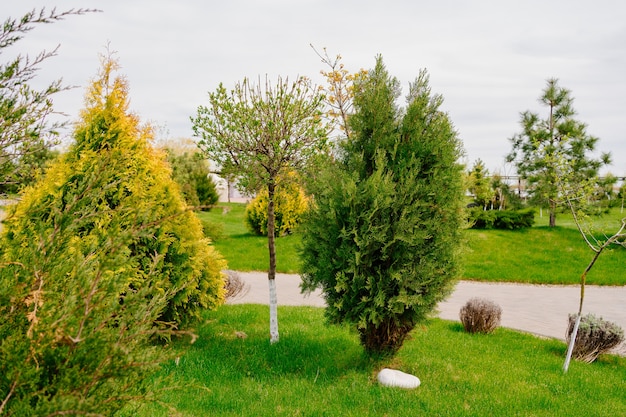 Landscaping lawn with trees and shrubs planting