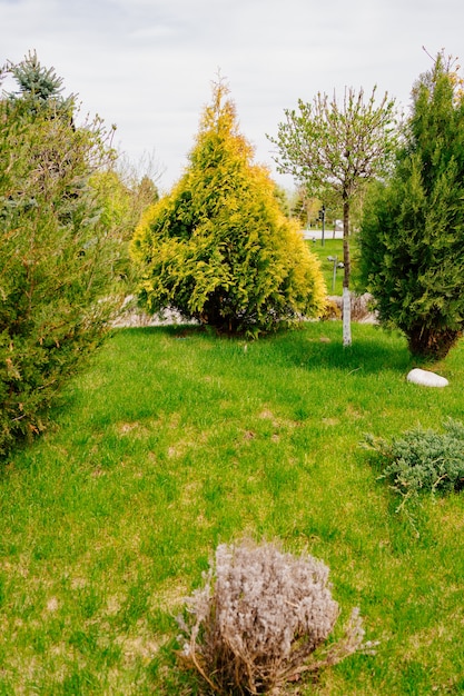 Foto prato paesaggistico con piantagione di alberi e arbusti