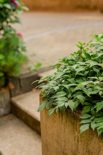 路上の領土の植物の造園