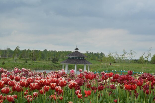 Landscaping in the tulip arboretum