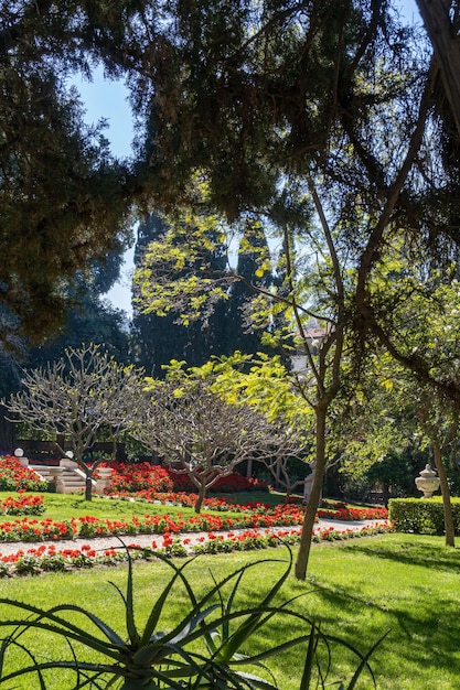 Photo landscaping view of a small park with neat paths palm trees and geraniums